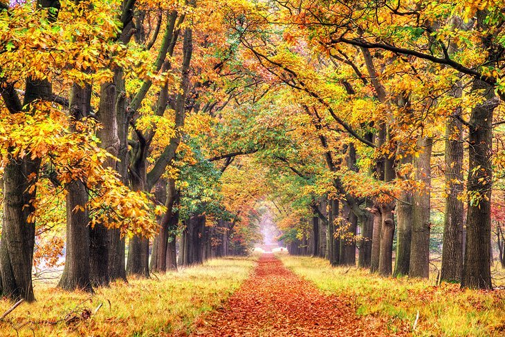 حديقة هوجي فيلوي الوطنية Hoge Veluwe National Park