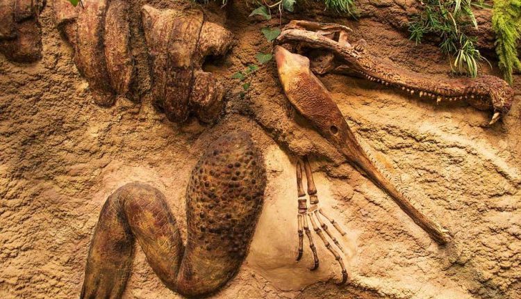 حديقة أكال وود الأحفورية Akal Wood Fossil Park في مدينة جايسالمر